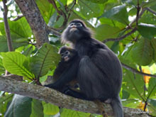 Singe- Prehentian Island - Malaisie